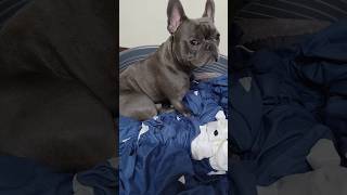 睡覺VS罰站 要哪個？#法鬥 #法鬥犬 #frenchie #puppy #寵物 #灰太狼 #法國鬥牛犬