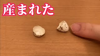 ツバメの子が産まれました。