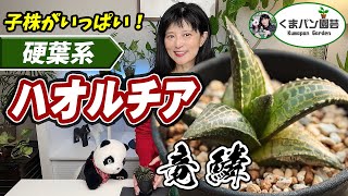 子株がいっぱい！ハオルチア竜鱗の育て方+株分け方法【くまパン園芸】