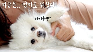 집사 손길에 짜증난 강아지 반응 ㅋㅋㅋㅋㅋㅋㅋㅋㅋ 아주아주 사나움! 개조심!! / 흉폭한 강아지 / 사나운 강아지 / 깨무는강아지