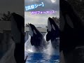 【神戸須磨シーワールド】 シャチ 須磨シー 須磨シーワールドシャチ kobesumaseaworld オルカ shotrs stellar ran 2025 02 11 ❷