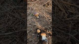 Porcino/Bolet/Cep/Steinpilze #shorts #new #trending #foryou #nature #forest #wood #mushroom #boletus