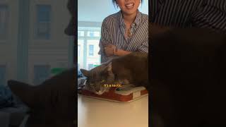 This Cat Thinks He's His Mom's Co-Worker | The Dodo