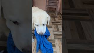 പ്രായ പൂർത്തിയായ ഇവന്റെ കളി കണ്ടോ #dog #labrador #viralvideo