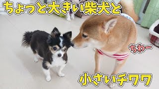 ちょっと大きい柴犬と小さいチワワ　🐶ひみつきちなう！#2🐶  (チワワ 柴犬 トイプードル マルペキ ミックス犬) 2021年3月10日