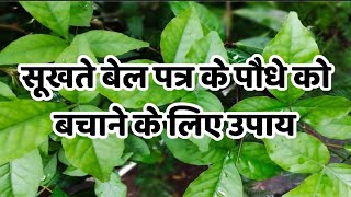 सूखते बेलपत्र के पौधे को बचाने के लिए उपाय | how to grow bel patra plant at home #belpatra