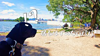 散歩中に居るはずの無いパパがいたら愛犬は気づくのか？【大型犬/モニタリング】