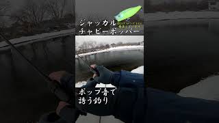 【エリアトラウト】ポップ音で誘う釣り #shimano #エリアトラウト