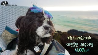 [헝그리 레오 TV] 레오와 함께 하는 애견동반 제주 여행 브이로그 DAY 1