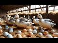 Raising Ducks for Eggs for Business - Harvesting Eggs & Feeding Ducks.