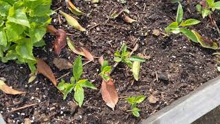 Growing Osage Orange from Seed