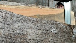 idaman negeri jiran.!kayu jati induk besar senilai yamaha N-max di borong sebanyak 73 truk.sawmill