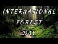 #march 21 International #forest day| Amazon Types of Forests #sundarban #tropical #southamerica #day