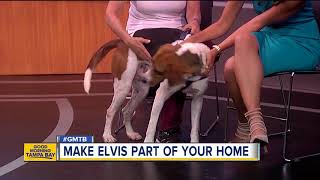 Rescues in Action: Elvis