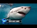 11 scariest ocean predators