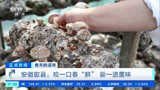 [正点财经]春天的滋味 安徽歙县：咬一口春“鲜” 尝一道菌味|CCTV财经