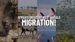 5 Top Wildlife Migration in Africa - Travel Video