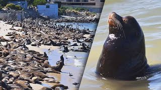 Hundreds of Sea Lions Take Over Beach in California