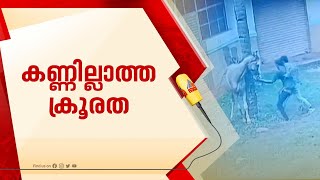 കൊല്ലത്ത് ഗര്‍ഭിണിയായ കുതിരയെ കെട്ടിയിട്ട് മര്‍ദിച്ചു, മൂന്ന് പേര്‍ക്കെതിരെ കേസ് | Kollam | Horse