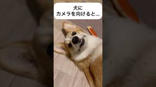 【コーギー】カメラを意識する犬　#shorts  #dog