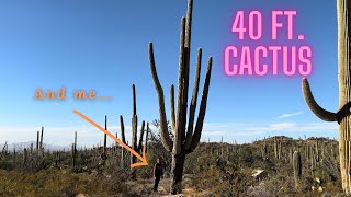 Saguaro National Park: Largest CACTI in the USA!