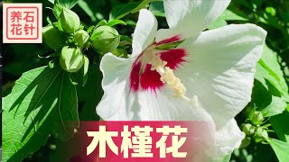 说说木槿花 - 盛夏开花的庭院小树（灌木）- Tree Mallow