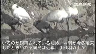 クロツラヘラサギ飛来　６羽が羽休める