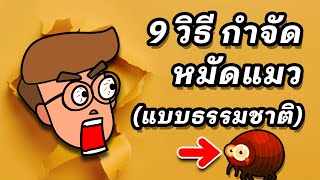 9 วิธีกำจัดหมัดแมวแบบธรรมชาติ (ง่ายๆ ทำได้เลย)