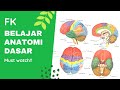 Belajar Anatomi Dasar di Kedokteran (FK) | Belajar Apa Aja sih di FK? - dr. Lintang (Medclass)