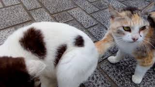 公園の三毛猫母娘、膝の上に乗って甘える娘を見て母猫は