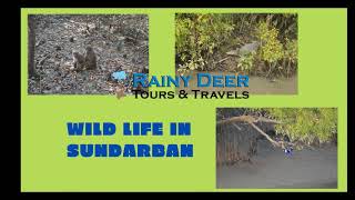 Sundarban Presentation