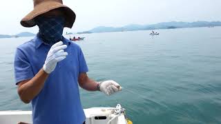 낙시 삼찬포 대교 fishing at samcheonpo korea