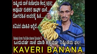 KAVERIBANAN| ಕಾವೇರಿಬಾಳೆ| कावेरी केला|കാവേരി വാഴ| కావేరీ అరటి| காவேரி வாழைப்பழம்| 9448067466W