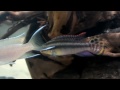 pelvicachromis pulcher u0026 taeniatus hd movie 01 rainbow u0026 slender krib.