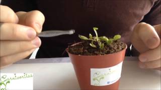 Venus flytrap (Dionaea) Carnivorous plant - tramp mechanism and how to take care