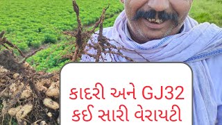 કાદરી લેપાક્ષી અને GJ32 નું કંપેરિજન#annadata #gh32