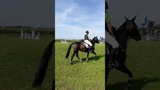 EQUESTRIAN TOURNAMENT IN BORNEM #shorts #horses #equestrian #horsebackriding #belgium