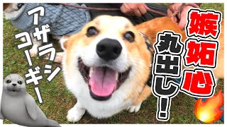 束縛が激しい！コーギー1000頭の中でとにかく自分だけを見て欲しいコーギー犬【Corgi Festival 2022】