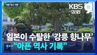 일본이 수탈한 ‘강릉 향나무’…“아픈 역사 기록” / KBS  2024.05.03.