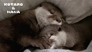 わざと女子にいじわるして反応を楽しむカワウソ　Otter Teases Female to Get a Reaction