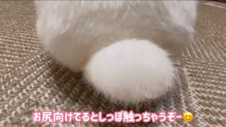 夜の部屋んぽ🐇