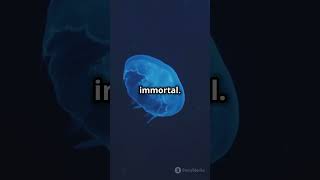 Immortal Jellyfish 🪼: 5 Mysterious Facts You Didn't Know! #viralvideo #facts #jellyfish #selaginella