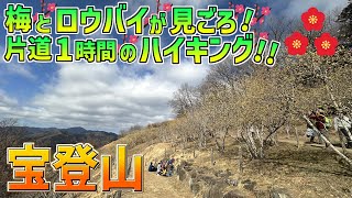 【宝登山】ロウバイと梅が満開！片道1時間のお手軽お花見ハイキングコース