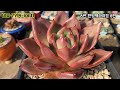 아띠아다육 명품다육 파격세일판매 succulents 多肉植物 다육이