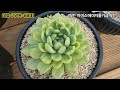 아띠아다육 명품다육 파격세일판매 succulents 多肉植物 다육이