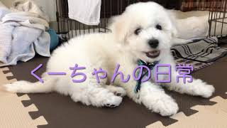 【愛犬】くーちゃんの日常