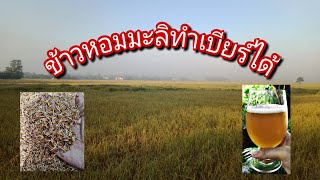 ทำเบียร์ข้าวหอมมะลิ Rice thailand Beer Ep.1