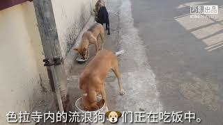 西藏喇嘛寺的流浪狗🐶