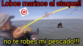 TERRIBLE pelea con los LOBOS MARINOS!!!//se roban MI PESCA...NOS RODEARON!!