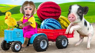 Bibo Monkey Drive Tractor to Harvest Giant Watermelon On The Farm With Puppies | KUDO ANIMAL BIBO